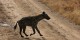 Tanzanie - 2010-09 - 140 - Serengeti - Hyene tachetee